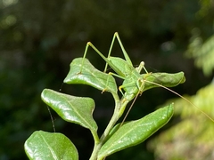 Phaneropterinae