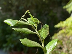 Phaneropterinae