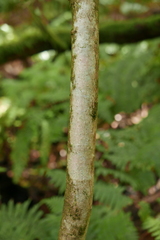 Ilex perado subsp. platyphylla image