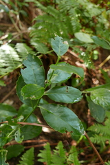 Ilex perado image