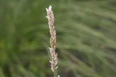 Melica racemosa