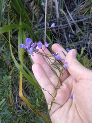 Comesperma volubile