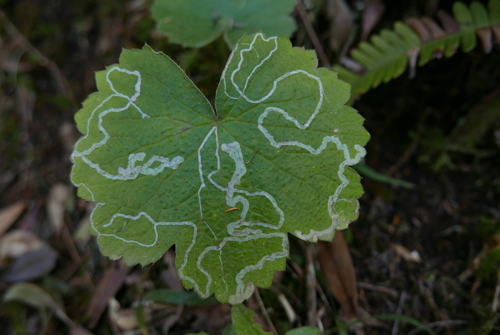 Phytomyza cortusifolii