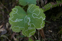 Phytomyza cortusifolii