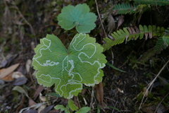 Phytomyza cortusifolii