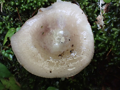 Russula azurea