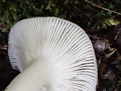 Russula azurea
