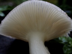 Russula azurea