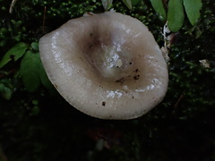 Russula azurea