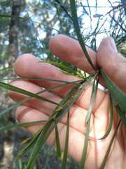 Acacia longissima