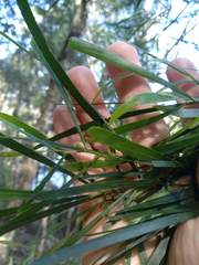 Acacia longissima
