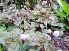 Persicaria capitata
