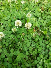 Trifolium repens