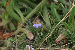 Blepharis procumbens