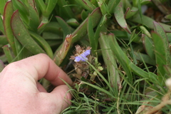 Blepharis procumbens