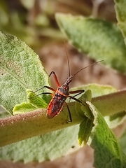 Rhynocoris bipustulatus