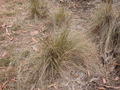 Austrostipa ramosissima