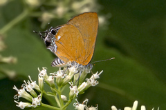 Pseudotajuria donatana