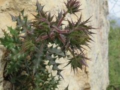 Berkheya tysonii