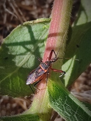 Rhynocoris bipustulatus