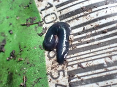 Kontikia ventrolineata