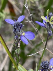 Comesperma calymega
