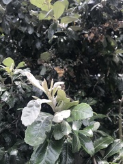 Brachylaena discolor