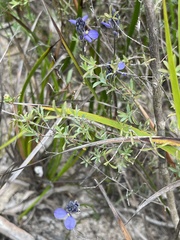 Comesperma calymega
