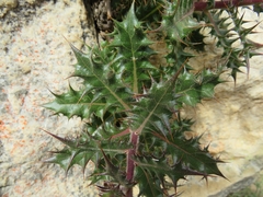 Berkheya tysonii