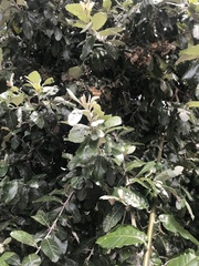 Brachylaena discolor