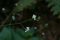 Crambe scaberrima