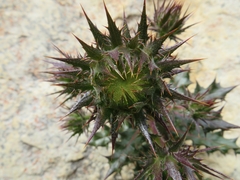 Berkheya tysonii