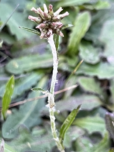 Euchiton sphaericus