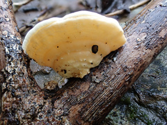 Trametes orientalis