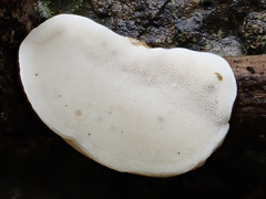 Trametes orientalis