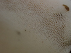 Trametes orientalis