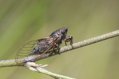 Tettigettula pygmea