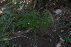 Asparagus fallax