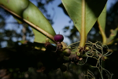 Pleiomeris canariensis image