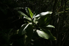 Pleiomeris canariensis image