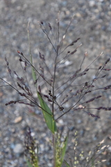 Panicum miliaceum ruderale
