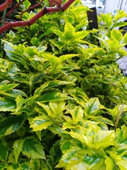 Magnoliopsida