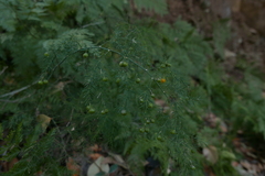 Asparagus fallax