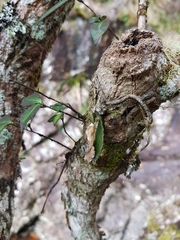 Rhinerrhiza divitiflora