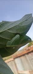 Calotropis procera image