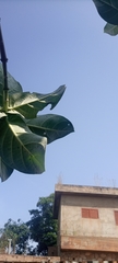 Calotropis procera