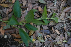 Scrophularia smithii