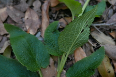 Scrophularia smithii