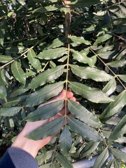 Harpephyllum caffrum