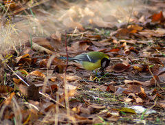 Parus major
